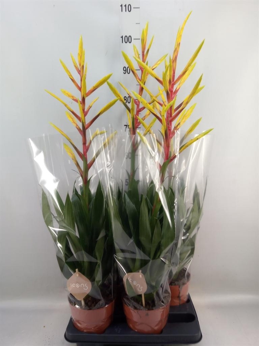 <h4>Tillandsia  'Luminosa'</h4>