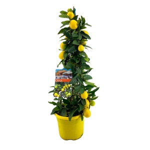 Citrus limequat piramide