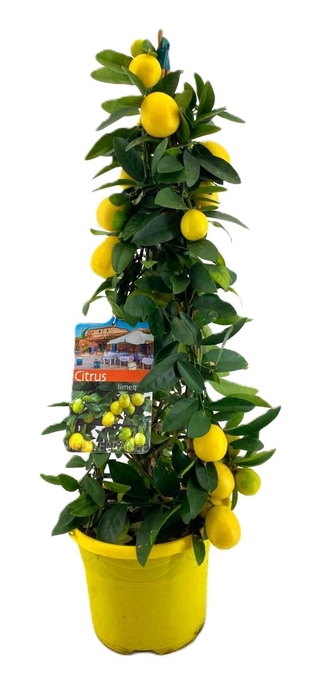 <h4>Citrus limequat piramide</h4>