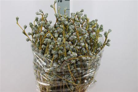 <h4>Euca Boule Sup 400 Gram</h4>