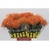 Nutans Ayoba Mandarin Zest