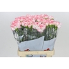 Dianthus St Poirot Bianco