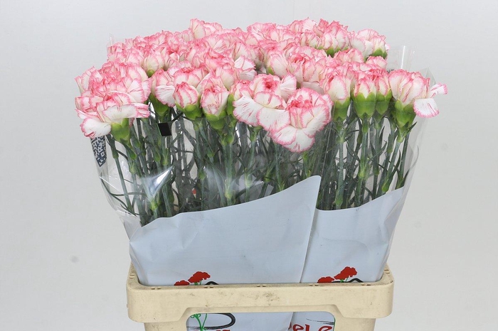 Dianthus St Poirot Bianco