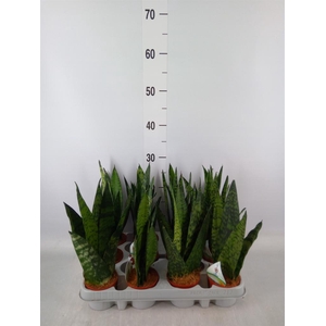Sansevieria zeylanica