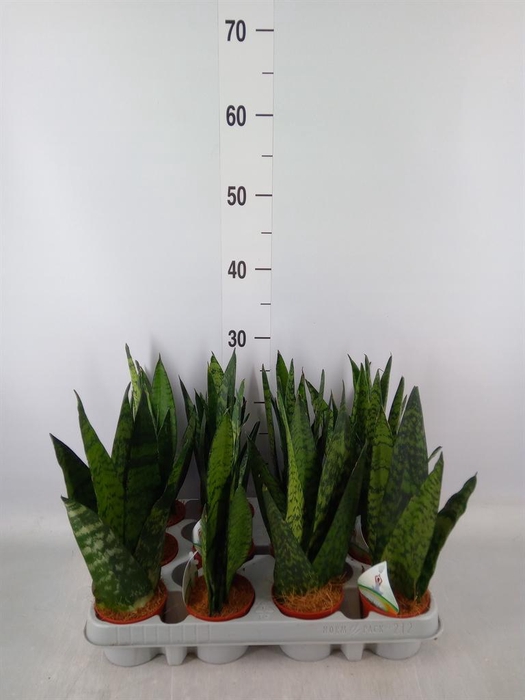 <h4>Sansevieria zeylanica</h4>