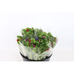 Anem Co Jerusal Mixed