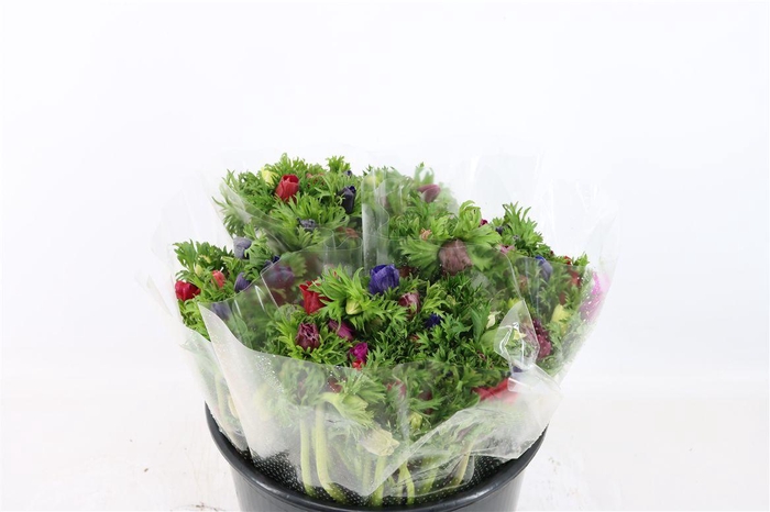 <h4>Anem Co Jerusal Mixed</h4>