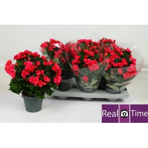 BEG EN BETULIA PINK
