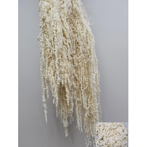 GESTABILISEERD AMARANTHUS (H) GEBLEEKT