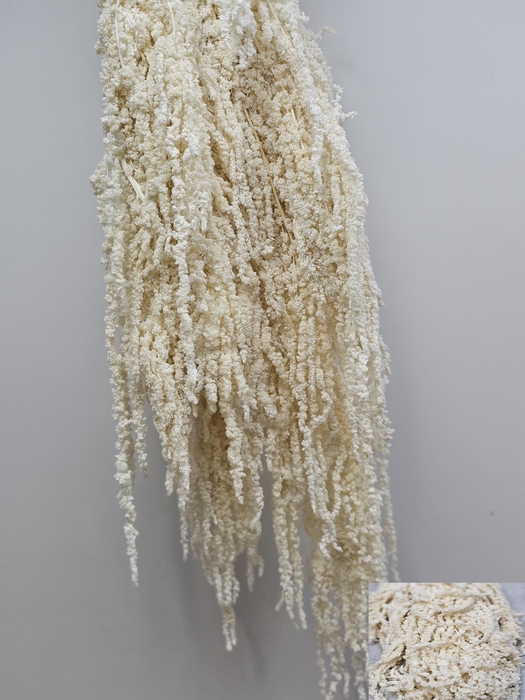 <h4>GESTABILISEERD AMARANTHUS (H) GEBLEEKT</h4>