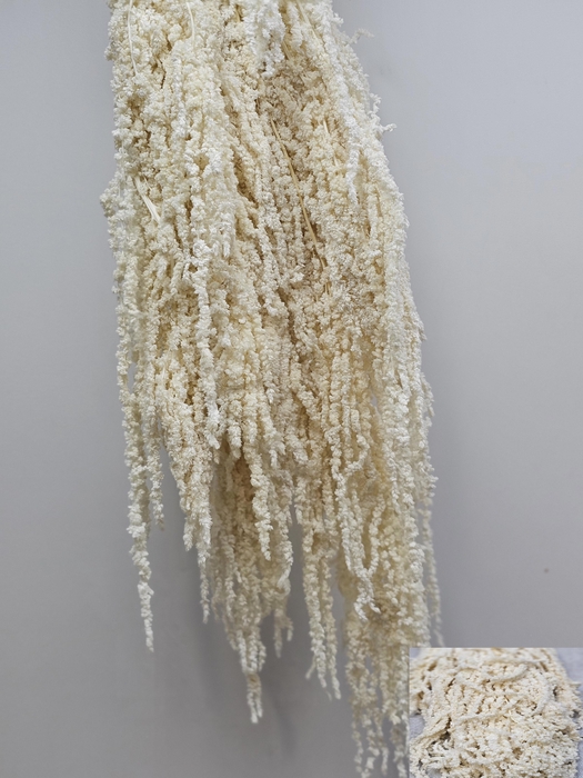 <h4>GESTABILISEERD AMARANTHUS (H) GEBLEEKT</h4>