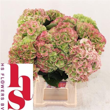 <h4>Hydr M Royal Princess Cl</h4>