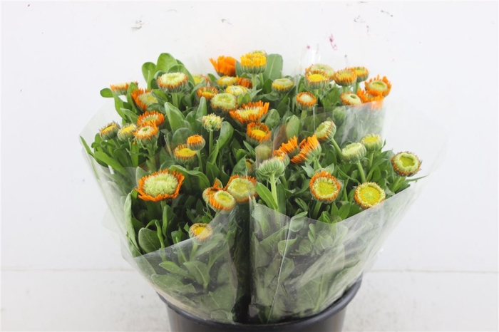 <h4>Calendula Orange</h4>