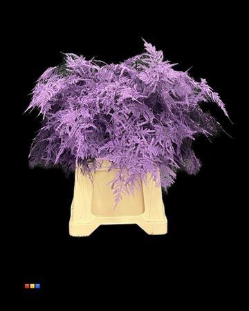 <h4>Asp 1e Purple</h4>