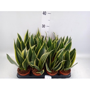 Sansevieria trifa.   ...