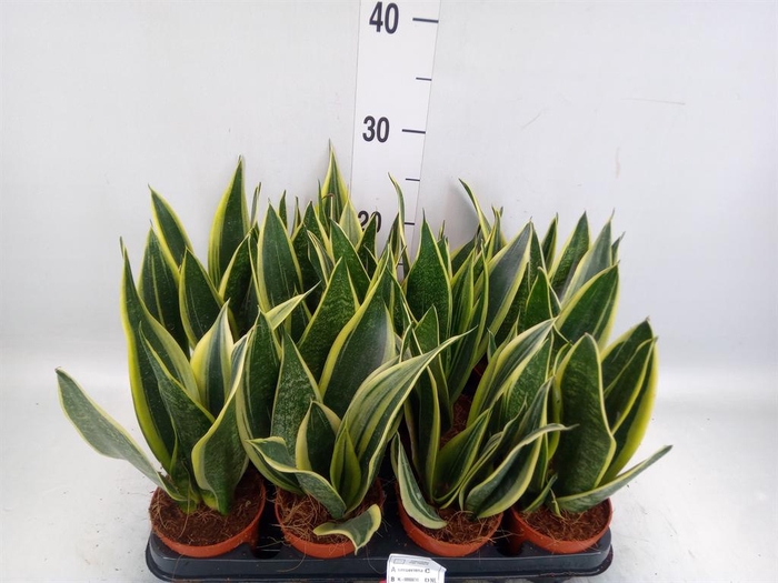 <h4>Sansevieria trifa. ...</h4>
