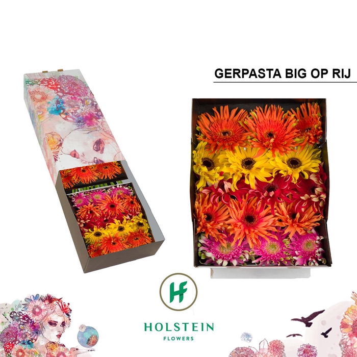 <h4>Gerbera Pasta Mix Op Rij Doos</h4>