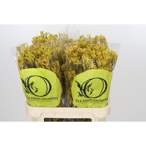 Anigozanthos Yellow Gem