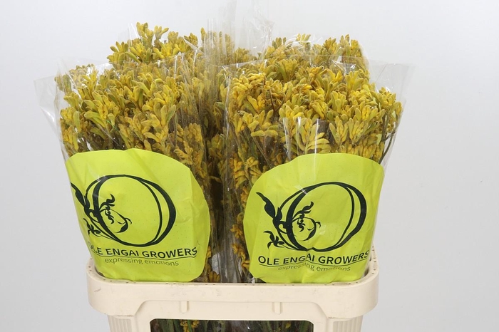 <h4>Anigozanthos Yellow Gem</h4>