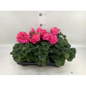 Pelargonium zona.   ...F1