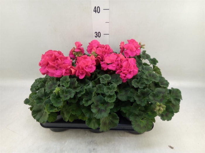 <h4>Pelargonium zona.   ...F1</h4>