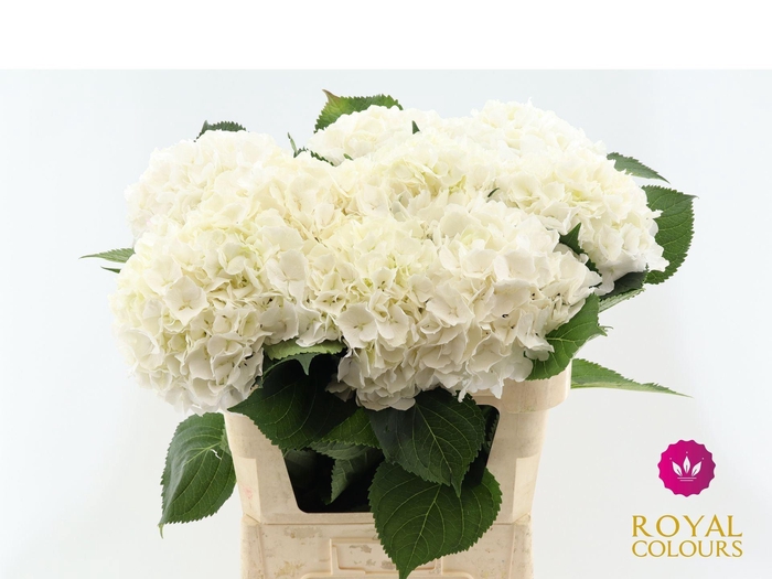 <h4>HYDRANGEA  'WHITE VERENA'</h4>