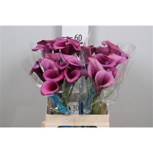 Calla Durban | Dubbelbloemig