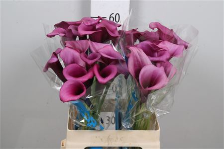 <h4>Calla Durban | Dubbelbloemig</h4>