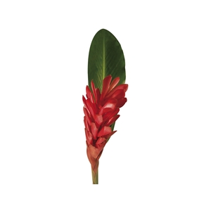 ALPINEA VERMELHA