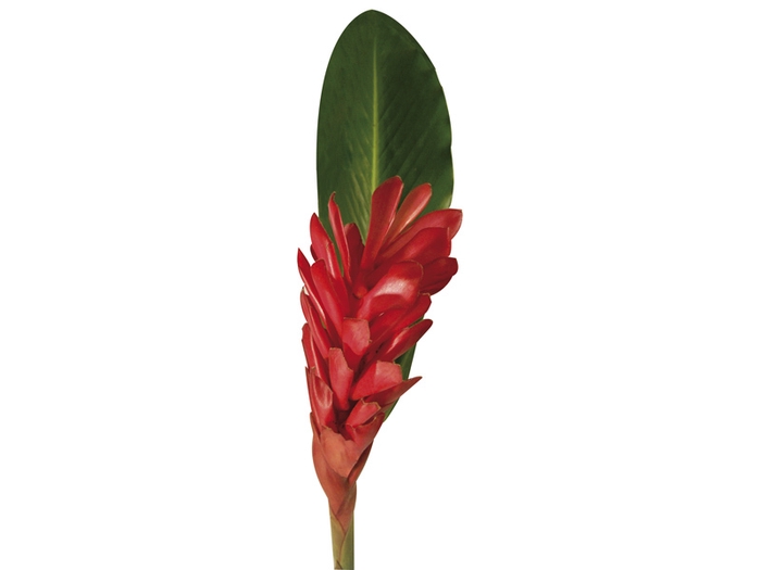 ALPINEA VERMELHA