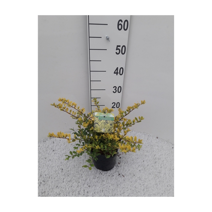 <h4>Ilex crenata 'Golden Gem'</h4>