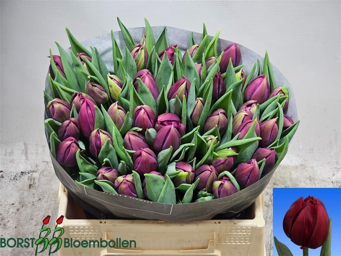 <h4>Tu Du Pontiac</h4>