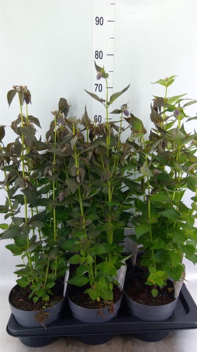 <h4>Agastache  'Blue Fortune'</h4>