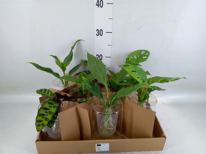 <h4>Planten  ..mix</h4>