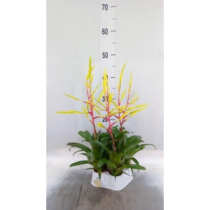 Vriesea   ...