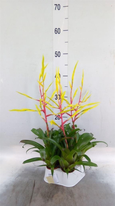 <h4>Vriesea   ...</h4>