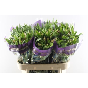 Alstr Avianna (l.rose)