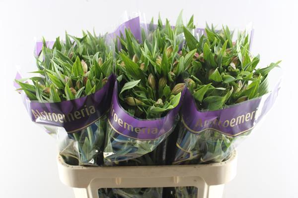 <h4>Alstr Avianna (l.rose)</h4>