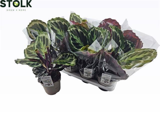 <h4>CALAT MEDALLION</h4>