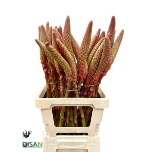 ALOE ARBORESCENS XL