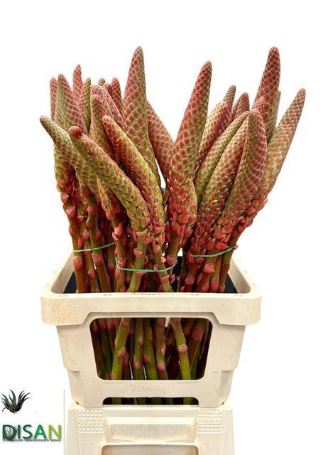 <h4>ALOE ARBORESCENS</h4>