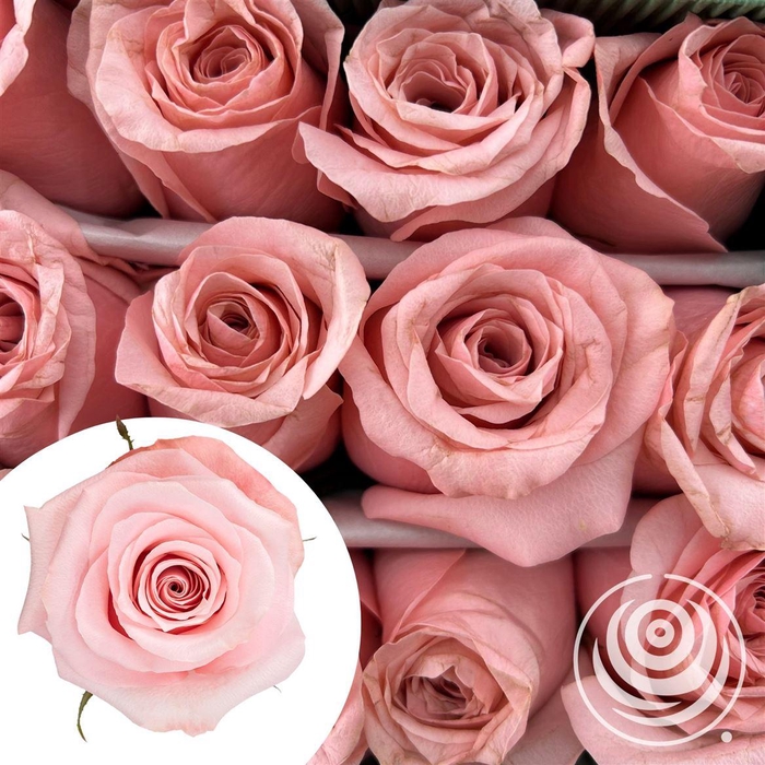 <h4>R Eq Be Sweet</h4>