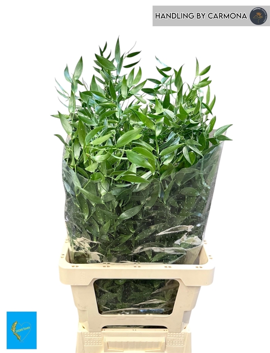 <h4>DANAE RACEMOSA PB</h4>