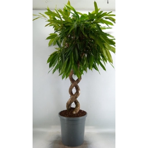 Ficus binn. 'Amstel King'