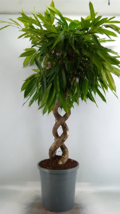 <h4>Ficus binn. 'Amstel King'</h4>