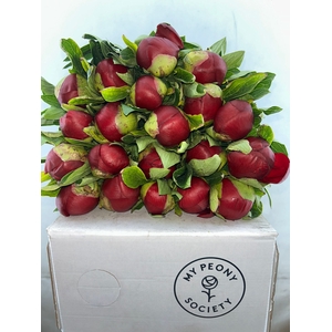 Paeonia Red Charm