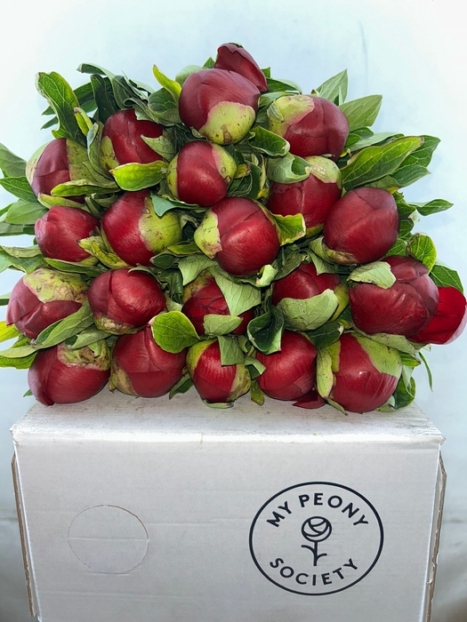 <h4>Paeonia Red Charm</h4>