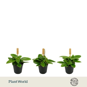 Peperomia Pixie 5,5cm