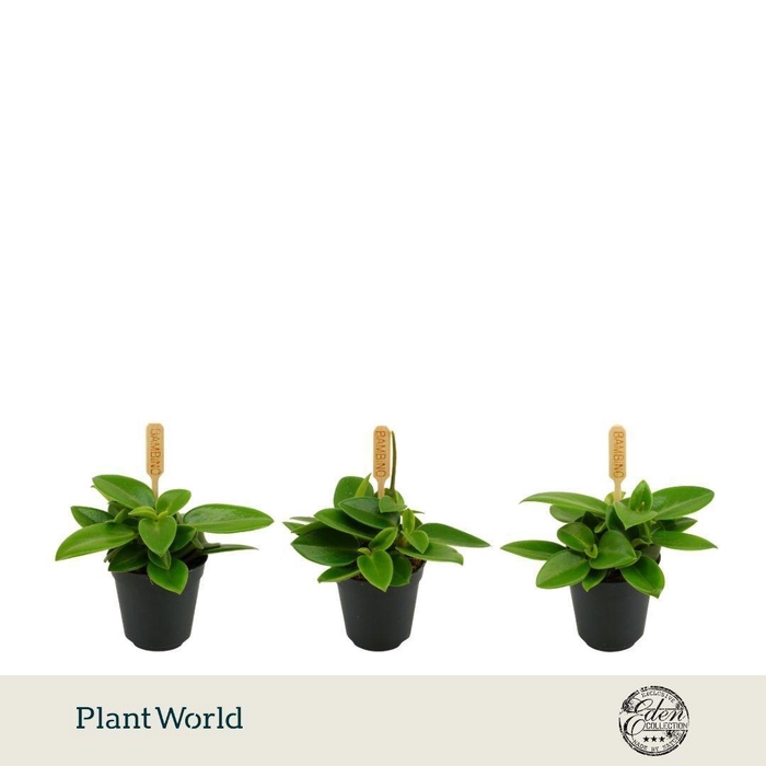 <h4>Peperomia Pixie 5,5cm</h4>