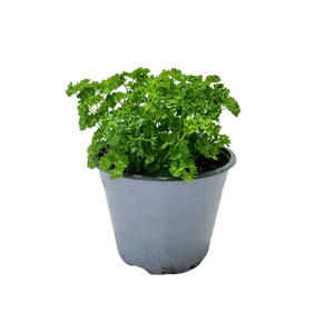 Petroselinum crispum